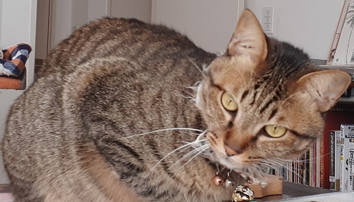 200315cat.jpg