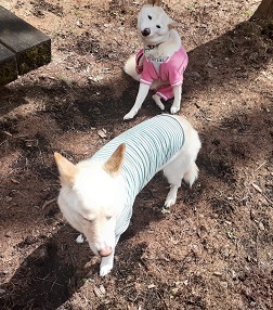 200320dogrun2.jpg