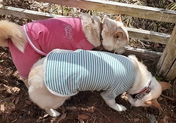 200320dogrun3.jpg