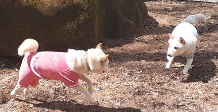 200320dogrun4.jpg