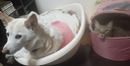 200324dog&cat.jpg