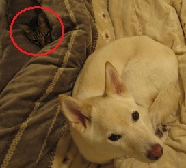 241217dog&cat.JPG