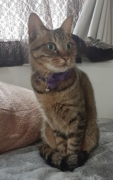 250319cat1.jpg