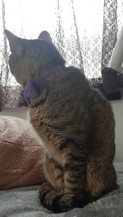 250319cat2.jpg
