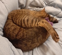 250619cat.jpg