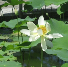 250628hasu1.JPG