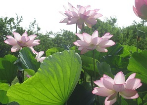 250706hasu2.JPG