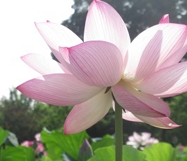 250706hasu5.JPG