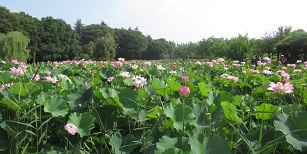 250706hasu6.JPG